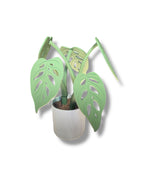 Beautiful Magnetic 13.5" Monstera Coaster Plant - 3d Printed Plant Figurine Decor