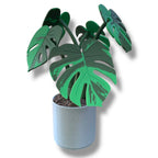 Beautiful Magnetic 13.5" Monstera Coaster Plant - 3d Printed Plant Figurine Decor